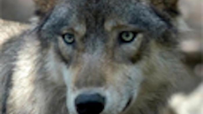Mnet 127357 Fm0127wolvesmedium