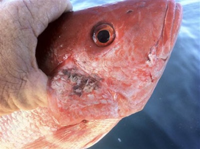 Mnet 27395 Gulf Fish