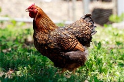 Mnet 128120 Chick Lead