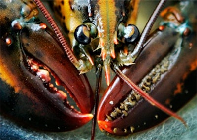 Mnet 129256 Lobster Lead