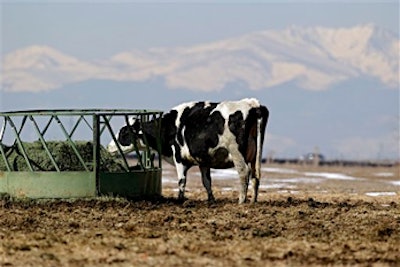Mnet 130103 Colorado Cows Lead