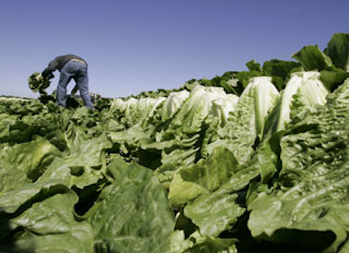Mnet 179591 Lettuce Lead