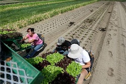 Mnet 115613 Ci8 19photo Organic Lead