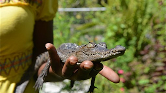 Mnet 132365 Crocodile Lead