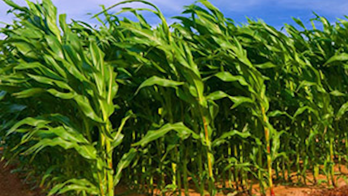 Mnet 116386 Corn Lead