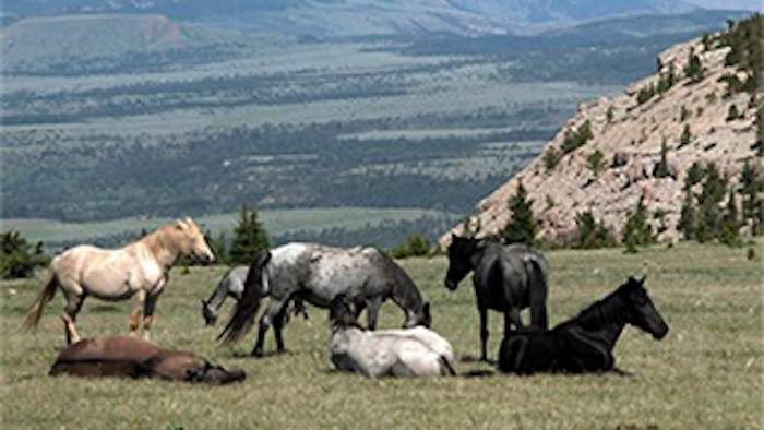 Mnet 133450 Horse Slaughter Bill Lead