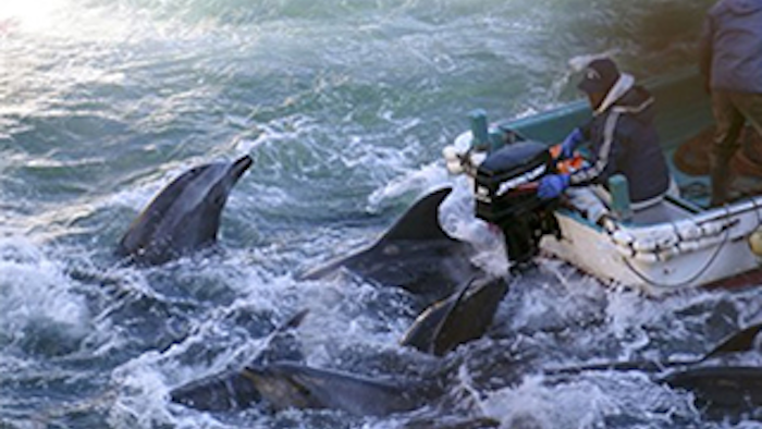 Mnet 133497 Dolphin Hunt Lead