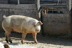 Mnet 31701 Pork 0