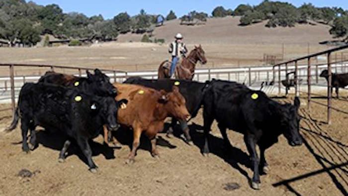 Mnet 133856 Calif Cattle Drought Lead 0