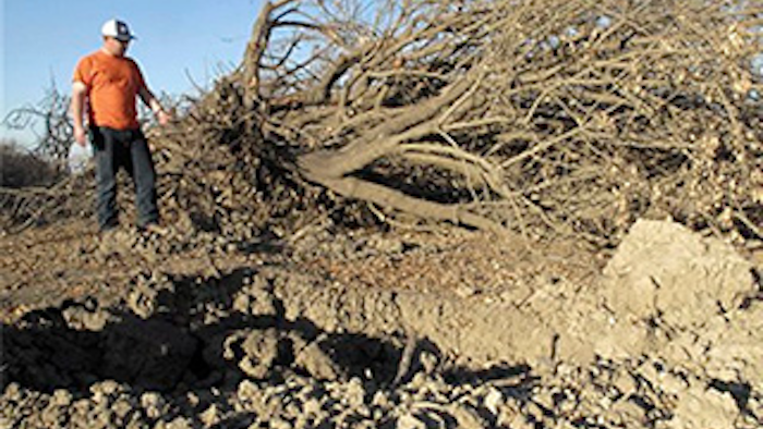Mnet 134007 Almond Farm Lead