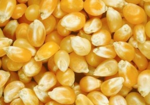 Mnet 181620 Corn 0