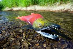 Mnet 116926 Sockeye Salmon 0