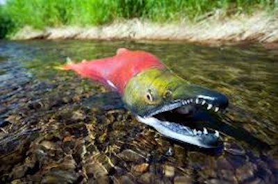 Mnet 116926 Sockeye Salmon 0