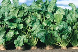 Mnet 116961 Biofuel Beets 0