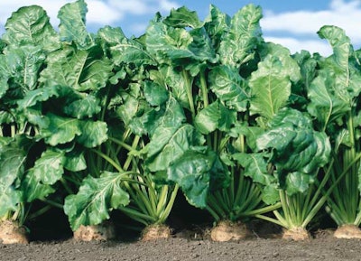 Mnet 116961 Biofuel Beets 0