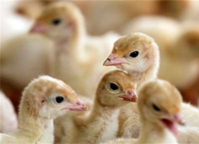 Mnet 134618 Animal Antibiotics Lead