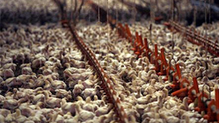 Mnet 134668 Chicken Slaughter Lead