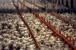 Mnet 33190 Chicken Slaughter