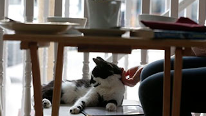 Mnet 134773 Cat Cafe Lead