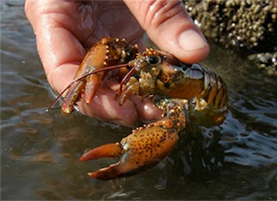 Mnet 135107 Baby Lobster Lead