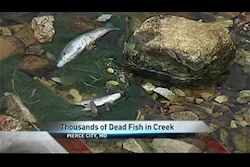 Mnet 117658 Fish Kill