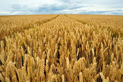 Mnet 135384 Winter Wheat Ml