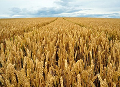 Mnet 135384 Winter Wheat Ml