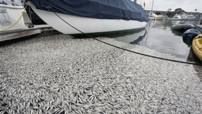 Mnet 135646 Fish Kill Lead