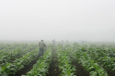 Mnet 164017 Tobacco Farming Minn
