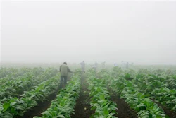 Mnet 33870 Tobacco Farm