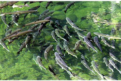 Mnet 135775 Steelhead Trout Lead