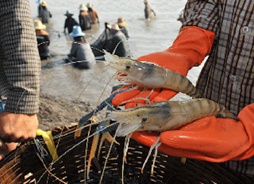 Mnet 136255 Shrimp Disease Lead