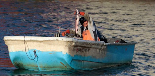 Mnet 164379 Fish 0