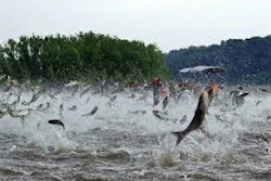 Mnet 118006 Asian Carp
