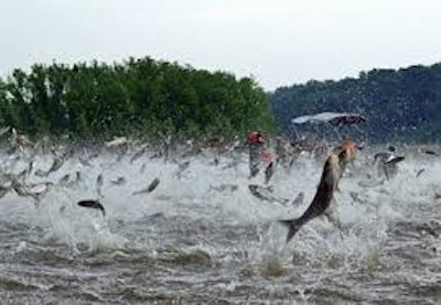 Mnet 118006 Asian Carp