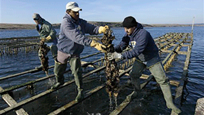 Mnet 136386 Oyster Farm Lead