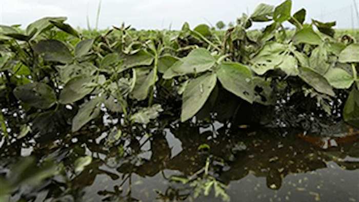 Mnet 136389 Soybean Crop Lead