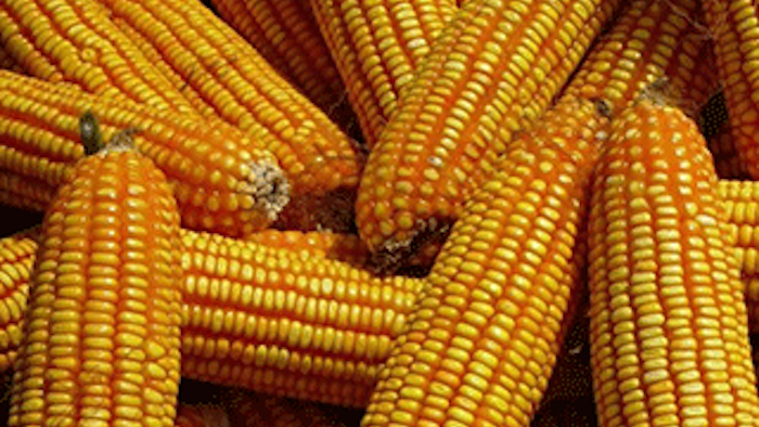 Mnet 136493 Corn Checkoff Lead