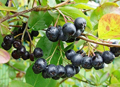 Mnet 136627 Aronia Berry Lead