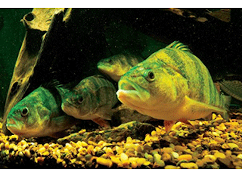 Mnet 136644 Indiana Fish Lead