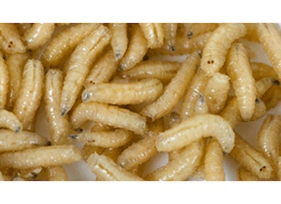 Prisoners Complain of Maggots 'Falling Out of Food