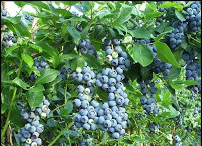 Mnet 136743 Blueberry Lead
