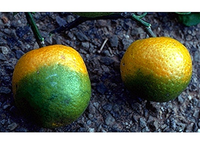 Mnet 137030 Citrus Disease Lead