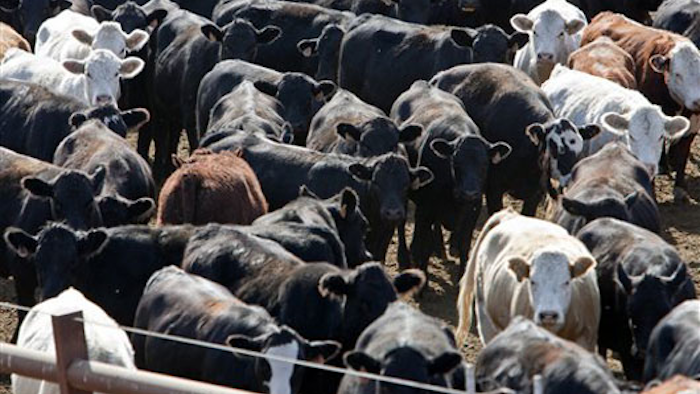 Mnet 164772 Beef Decline Main 1021 0
