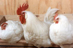 Mnet 118303 Chickens
