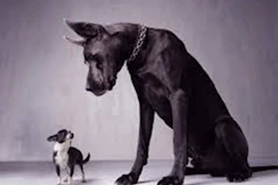 Mnet 137396 Big Dog Lead