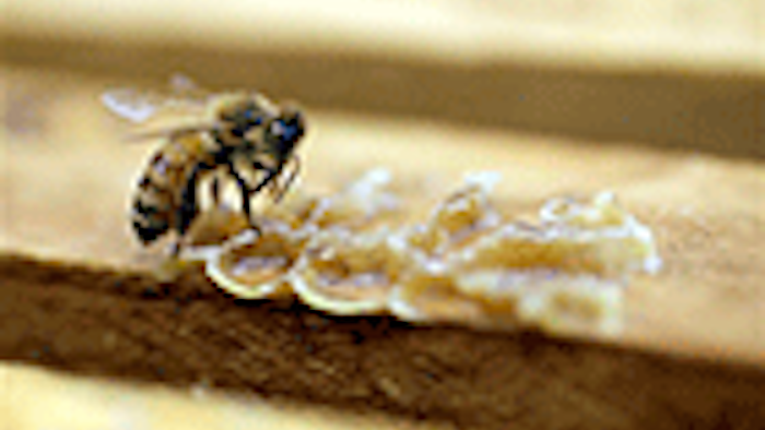 Mnet 137546 Honey Bee Thumb