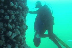 Mnet 137568 Catalina Lead