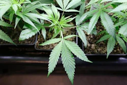 Mnet 35470 Marijuana Pot Production