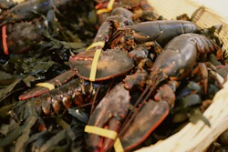 Mnet 36023 Lobsters2 620x400